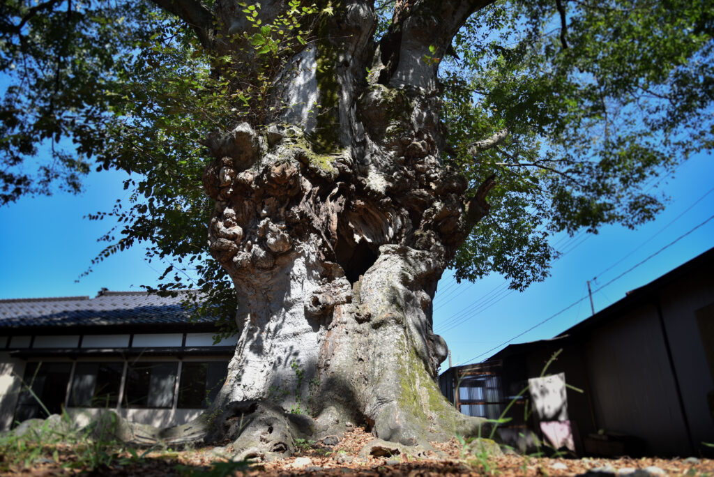 画像に alt 属性が指定されていません。ファイル名: DSC_0724-1024x684.jpg
